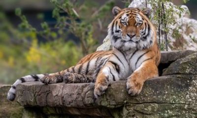 Day Ticket Blackpool ZOO