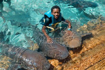 Private Pig, Shark, Turtle and Stingray Adventure Tour in Nassau