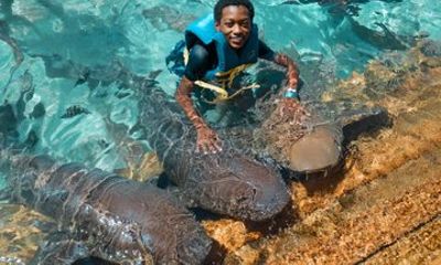 Private Pig, Shark, Turtle and Stingray Adventure Tour in Nassau
