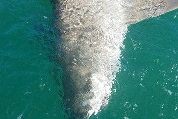 6 person Key West Fishing Charter with Nice Guy Charters