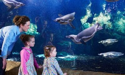 Bournemouth Oceanarium Day Ticket
