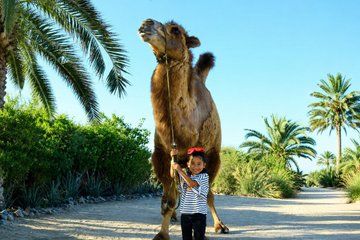 Cabo Sunset Camel Experience with Buffet and Park Entry Included