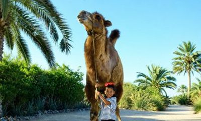 Cabo Sunset Camel Experience with Buffet and Park Entry Included
