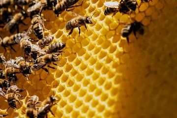 Cretan Outback Melidoni Cave with Wildlife Honey and Olive Oil