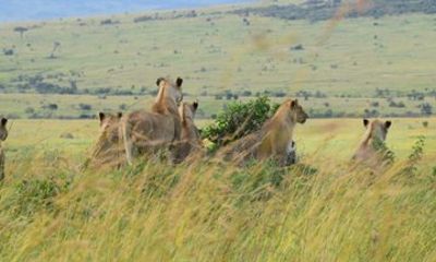 5 Days Amazing Wildlife Safari Private Tour