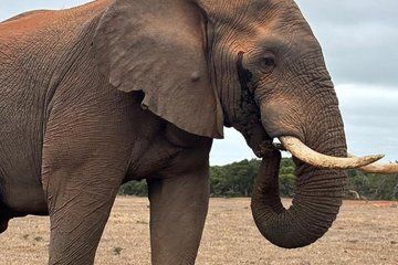Full Day Safari Amakhala Game Reserve and Addo Elephant Park