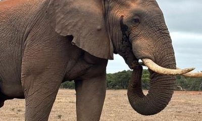 Full Day Safari Amakhala Game Reserve and Addo Elephant Park