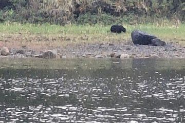 Private Ketchikan Coastal Tour Wilderness, Whales, and Wildlife