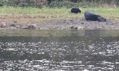 Private Ketchikan Coastal Tour Wilderness, Whales, and Wildlife