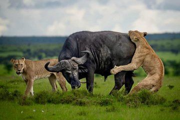 3 Day Tanzania Big Five Joining Group Safari