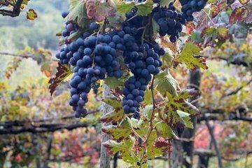 From Napoli to Pompei or Ercolano Tour and Secret Winery