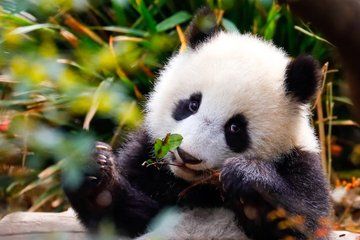 Chengdu Customized Private Guide and Assist Day Trip