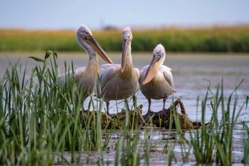 Private Danube Delta Day Trip from Bucharest