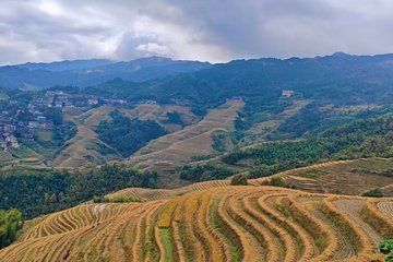Longji Rice Terraces and Yao Long Hair Cultural Show Day Tour