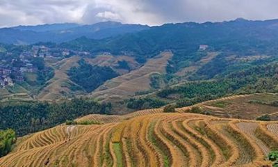Longji Rice Terraces and Yao Long Hair Cultural Show Day Tour