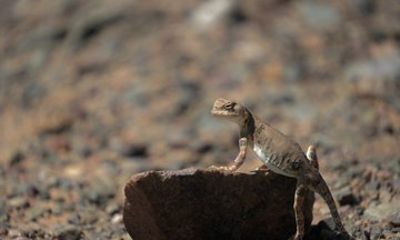 Gobi Desert Expedition