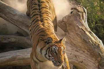 Guided Private Jeep Safari in Ranthambore National Park