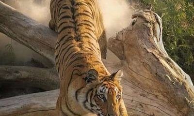 Guided Private Jeep Safari in Ranthambore National Park