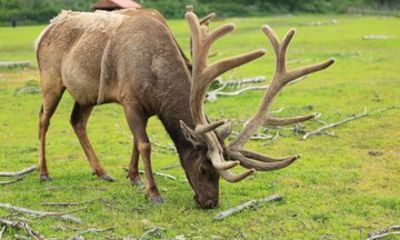 Anchorage to Seward Cruise Transfer Tour with Port Drop-Off