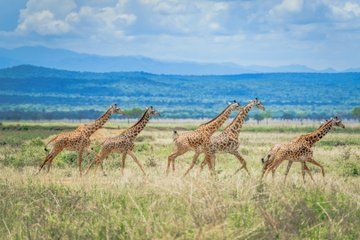 3 Days Mikumi National Park Safari from Dar es Salaam