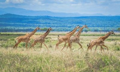3 Days Mikumi National Park Safari from Dar es Salaam