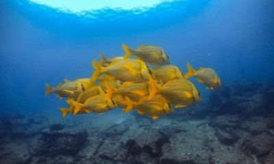 Cabo Pulmo Snorkeling Adventure with Transportation