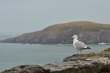 Private Shore Tour: Discover the Magic of the Dingle Peninsula