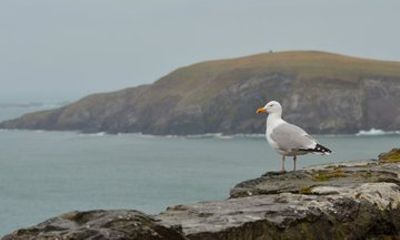 Private Shore Tour: Discover the Magic of the Dingle Peninsula