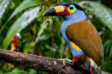 Mindo Cloud Forest Birding and Photography Tour