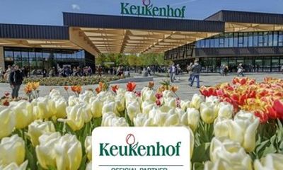 Private Keukenhof Park & Tulip Fields Tour from Rotterdam
