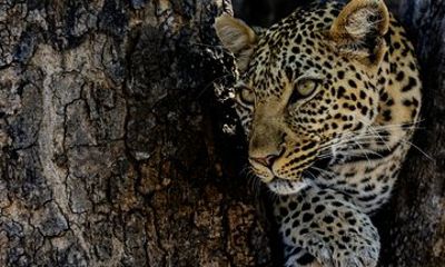 14-Day Coast to Savannah Southern Tanzania Safari