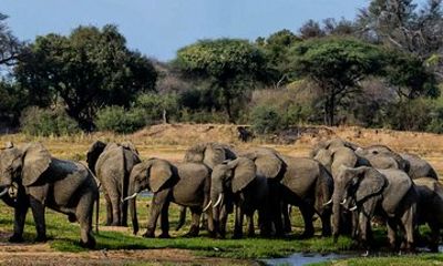 12 Days Tanzania Safari and Zanzibar Experience