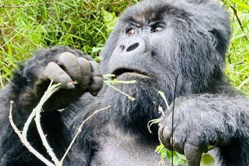 3 Day Uganda Gorilla and Golden Monkey Trekking Adventure