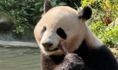 Private Day Tour of Giant Pandas and Kuanzhai Alley with Transfer