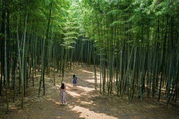 The Real Busan: Bamboo Forest, Coast and Local Life Full Day Tour
