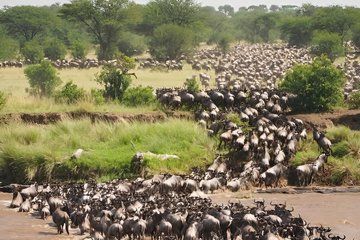 Great Wildebeest Migration