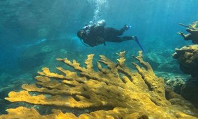 Diving in Santa Marta Taganga and Tayrona Park