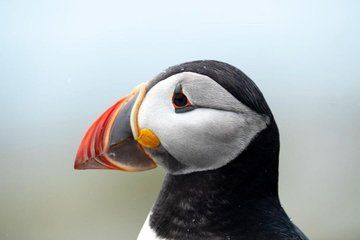 Audubon Puffin Cruise from Boothbay Harbor