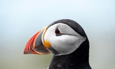 Audubon Puffin Cruise from Boothbay Harbor