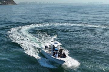 Premier Whale and Dolphin Watching