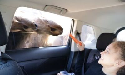 Parc Omega Canadian Wildlife Safari Private Adventure