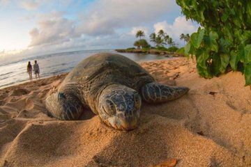 Oahu Grand Circle Island Tour with Turtle Snorkel