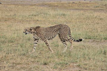 8 Days Kenya Adventure Amboseli Naivasha Nakuru Masai Mara Tour
