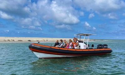 Seal Watching RIB Tour from Terschelling