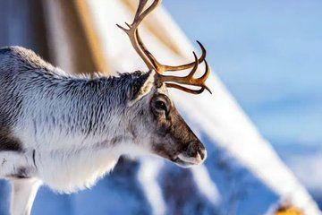 Tromso Reindeer Feeding Sami Culture Experience