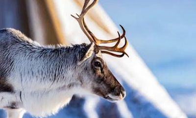 Tromso Reindeer Feeding Sami Culture Experience