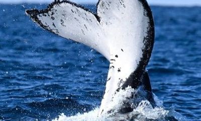 Whale Watching Adventure Ballina