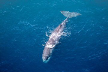 Kaikōura Day Tour From Christchurch With Whale Watch Flight