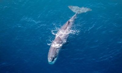 Kaikōura Day Tour From Christchurch With Whale Watch Flight
