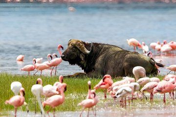 4 Days Group Safari Camping
